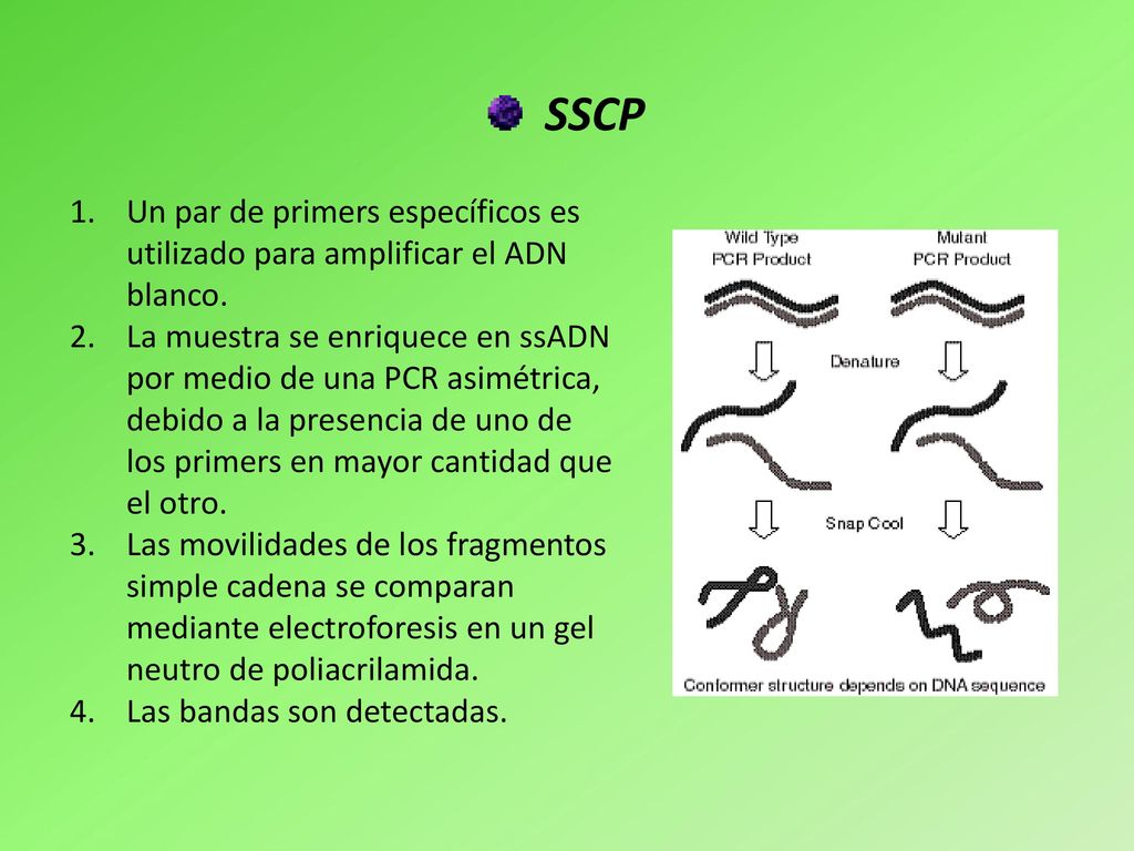 SSCP Un par de primers específicos es utilizado para amplificar el ADN blanco.
