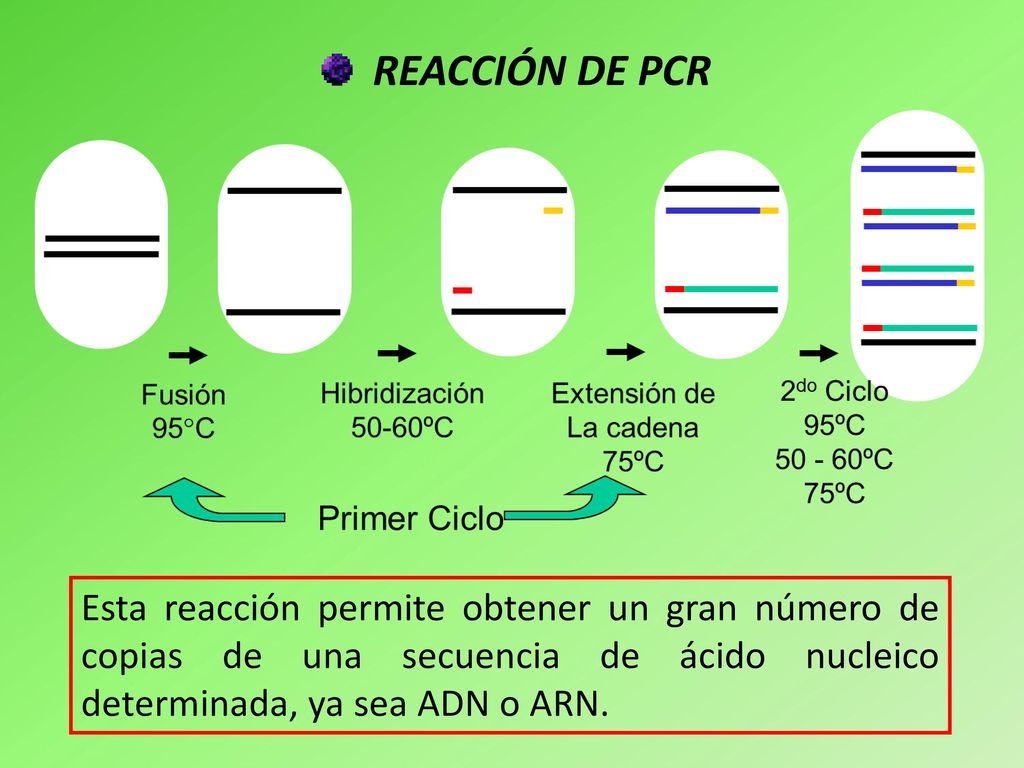 REACCIÓN DE PCR Esta reacción permite obtener un gran número de copias de una secuencia de ácido nucleico determinada, ya sea ADN o ARN.