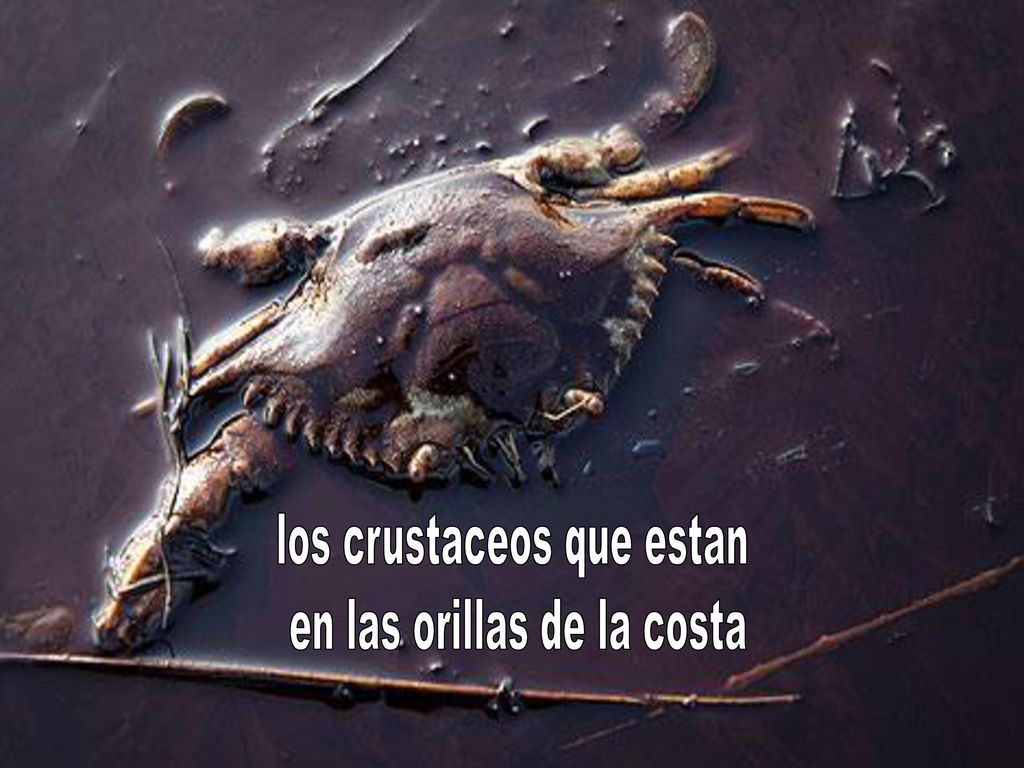 los crustaceos que estan en las orillas de la costa