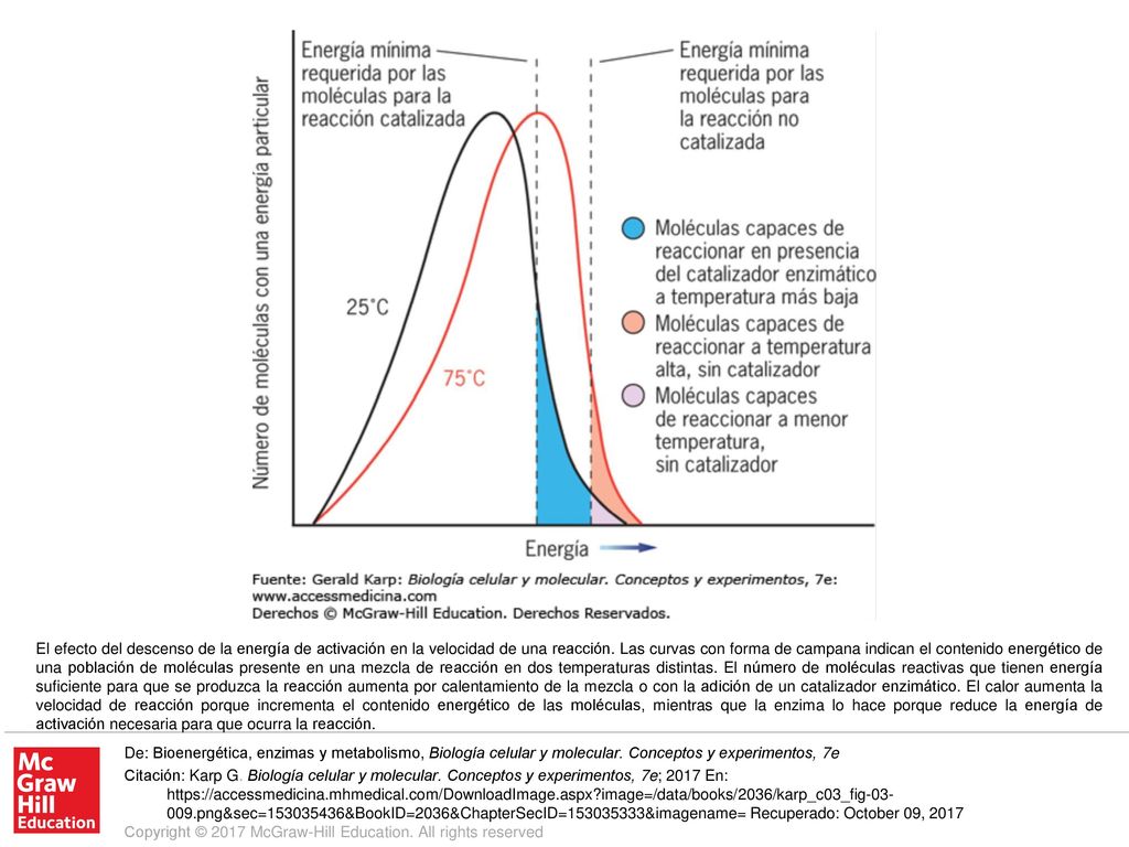 El efecto del descenso de la energía de activación en la velocidad de una reacción. Las curvas con forma de campana indican el contenido energético de una población de moléculas presente en una mezcla de reacción en dos temperaturas distintas. El número de moléculas reactivas que tienen energía suficiente para que se produzca la reacción aumenta por calentamiento de la mezcla o con la adición de un catalizador enzimático. El calor aumenta la velocidad de reacción porque incrementa el contenido energético de las moléculas, mientras que la enzima lo hace porque reduce la energía de activación necesaria para que ocurra la reacción.