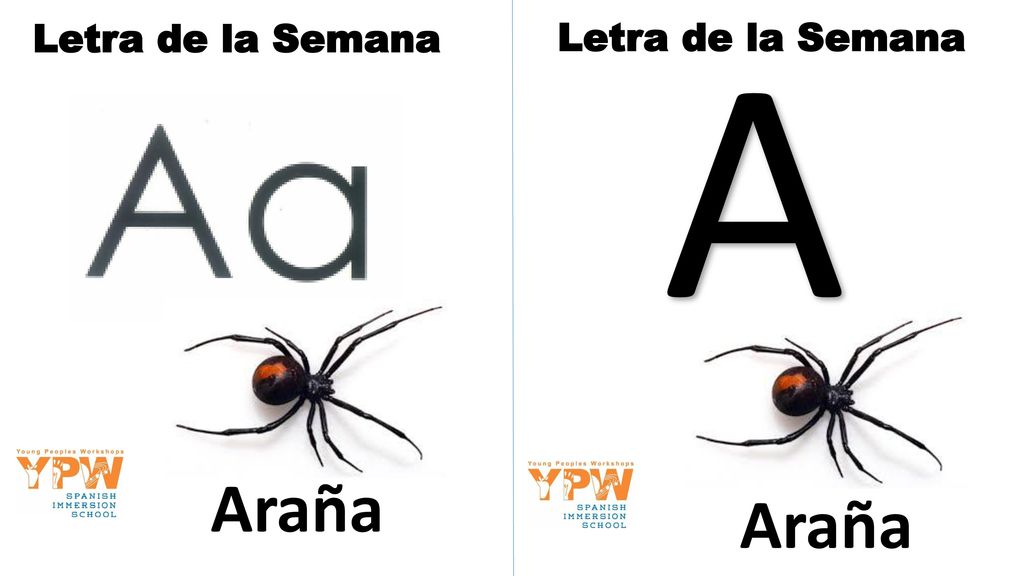 A Letra de la Semana Letra de la Semana Araña Araña