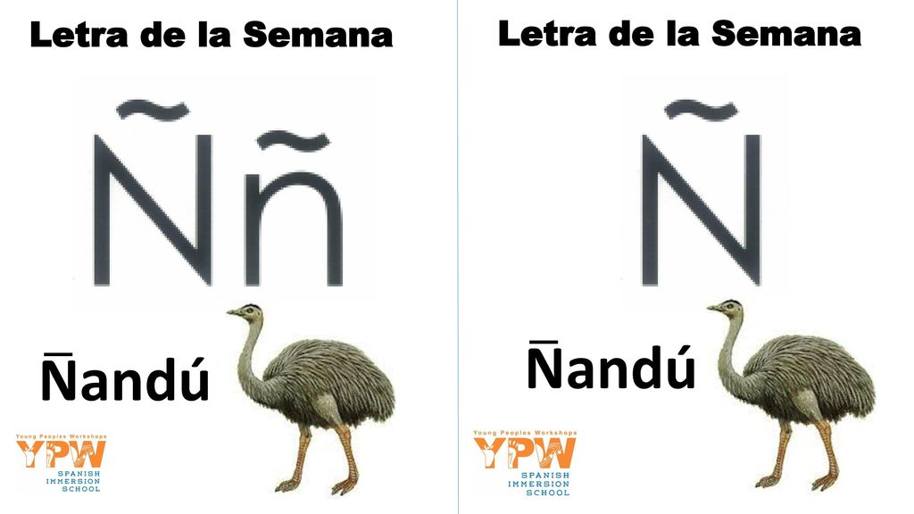 Letra de la Semana Letra de la Semana Nandú Nandú