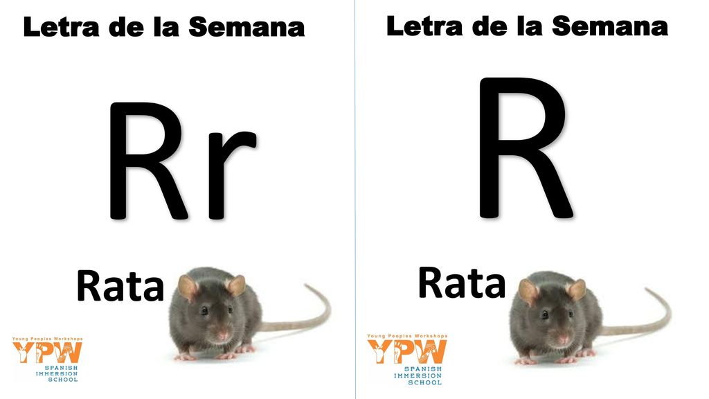 Letra de la Semana Letra de la Semana R Rr Rata Rata