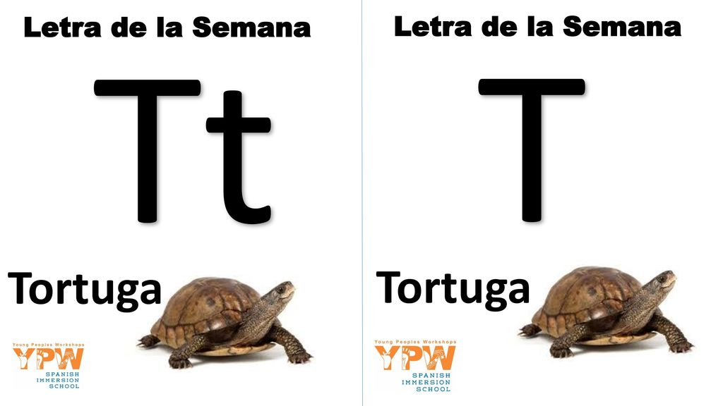 Letra de la Semana Tt Letra de la Semana T Tortuga Tortuga