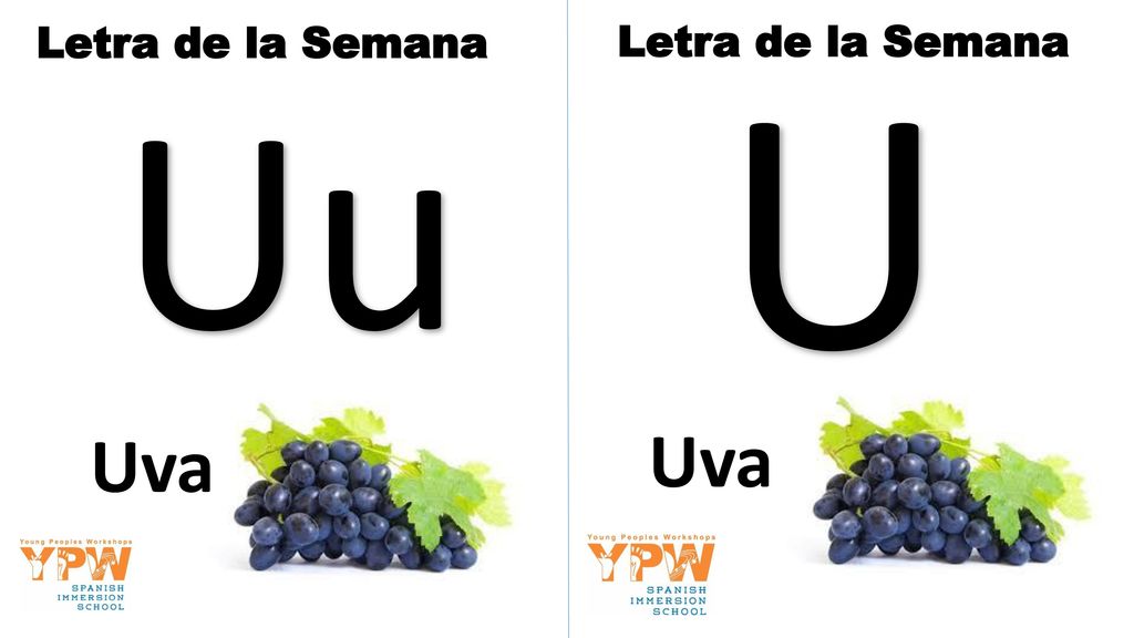 Letra de la Semana Letra de la Semana U Uu Uva Uva