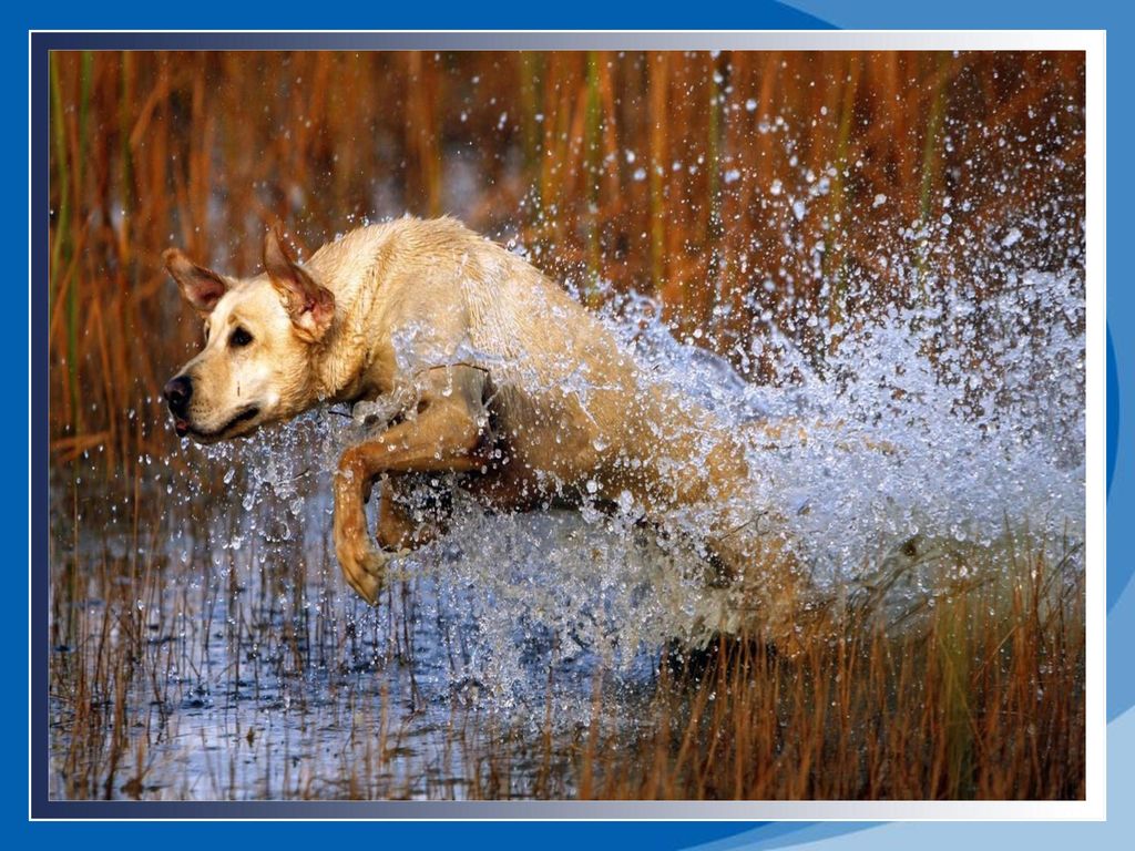 En este coloquio estaban sumidos cuando sobrevino de modo imprevisto un perro mohíno, que alegrose pronto al ver su enemigo pulcro y tan lucido.