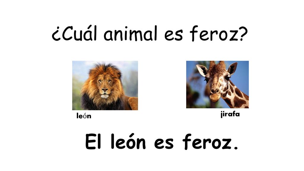 ¿Cuál animal es feroz jirafa león El león es feroz.