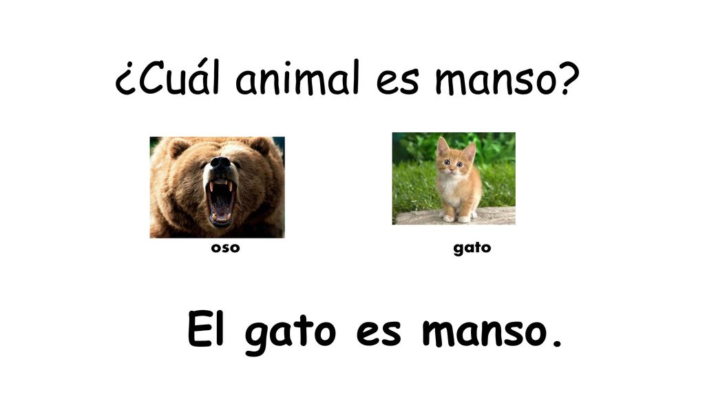¿Cuál animal es manso oso gato El gato es manso.