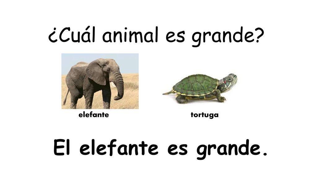 ¿Cuál animal es grande elefante tortuga El elefante es grande.