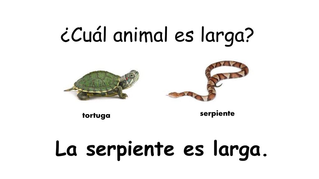 ¿Cuál animal es larga serpiente tortuga La serpiente es larga.