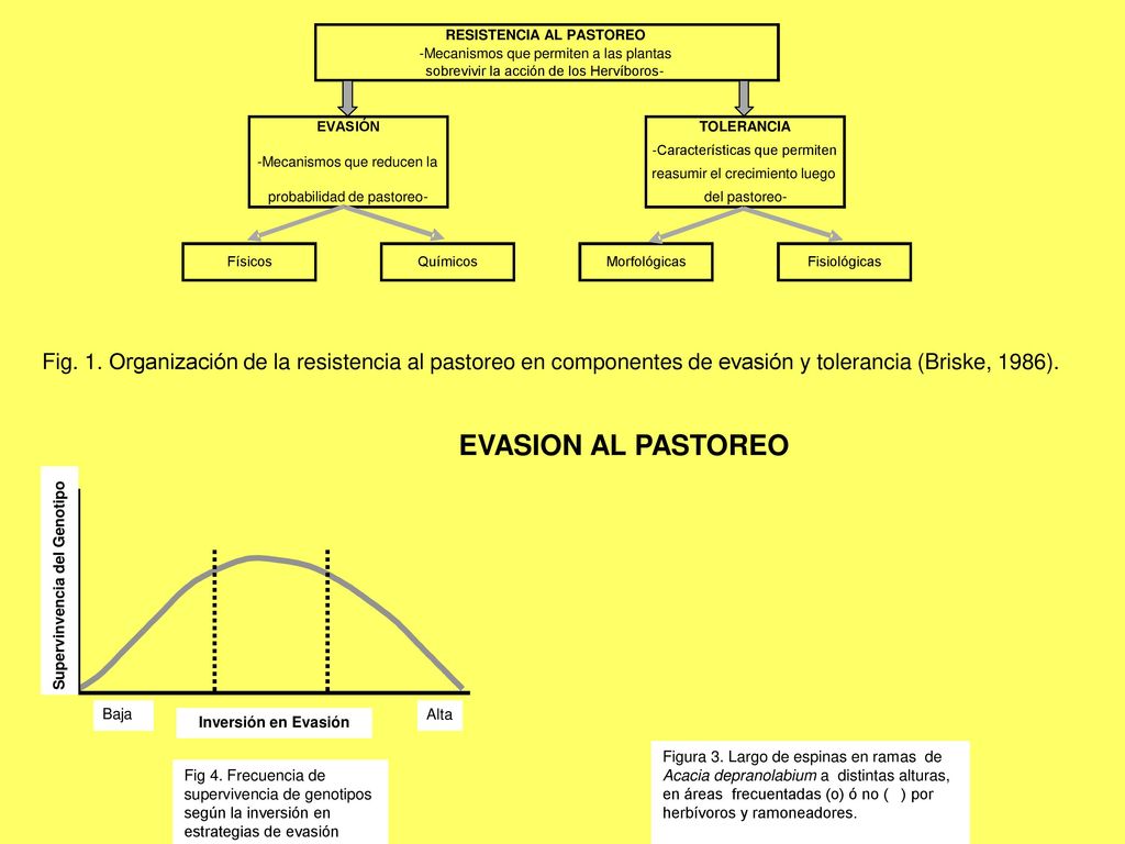 Fisiológicas TOLERANCIA. -Características que permiten. reasumir el crecimiento luego. del pastoreo-