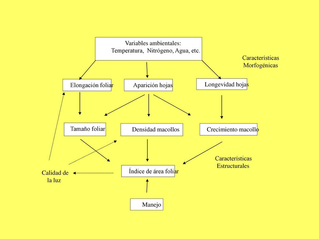 Características Morfogénicas. Calidad de. la luz. Estructurales. Variables ambientales: Temperatura, Nitrógeno, Agua, etc.