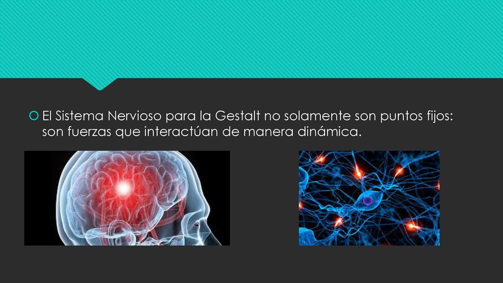 El Sistema Nervioso para la Gestalt no solamente son puntos fijos: son fuerzas que interactúan de manera dinámica.