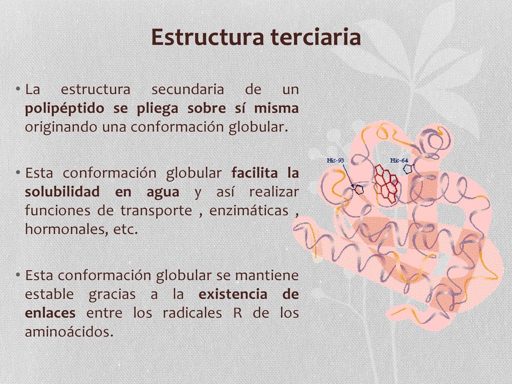 Estructura terciaria La estructura secundaria de un polipéptido se pliega sobre sí misma originando una conformación globular.