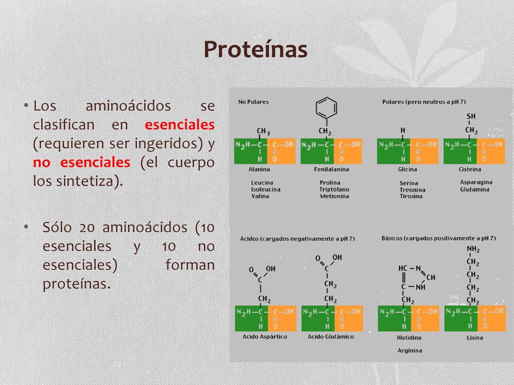 Proteínas Los aminoácidos se clasifican en esenciales (requieren ser ingeridos) y no esenciales (el cuerpo los sintetiza).