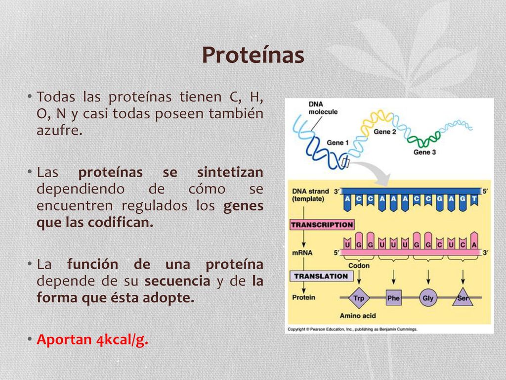 Proteínas Todas las proteínas tienen C, H, O, N y casi todas poseen también azufre.