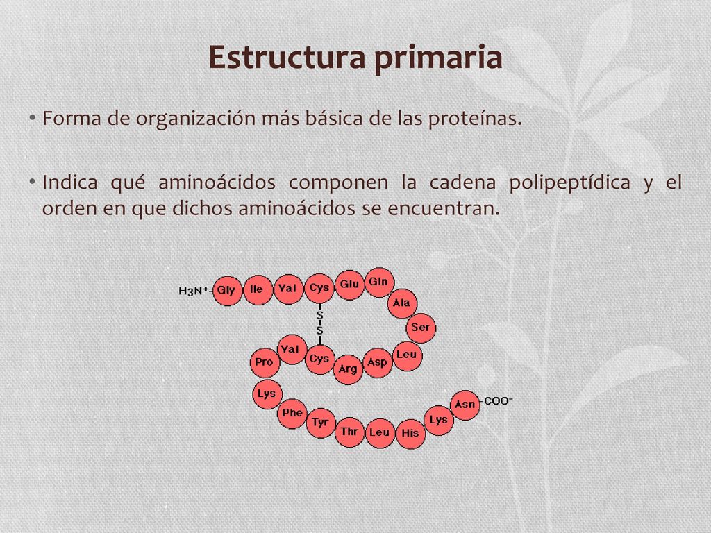 Estructura primaria Forma de organización más básica de las proteínas.