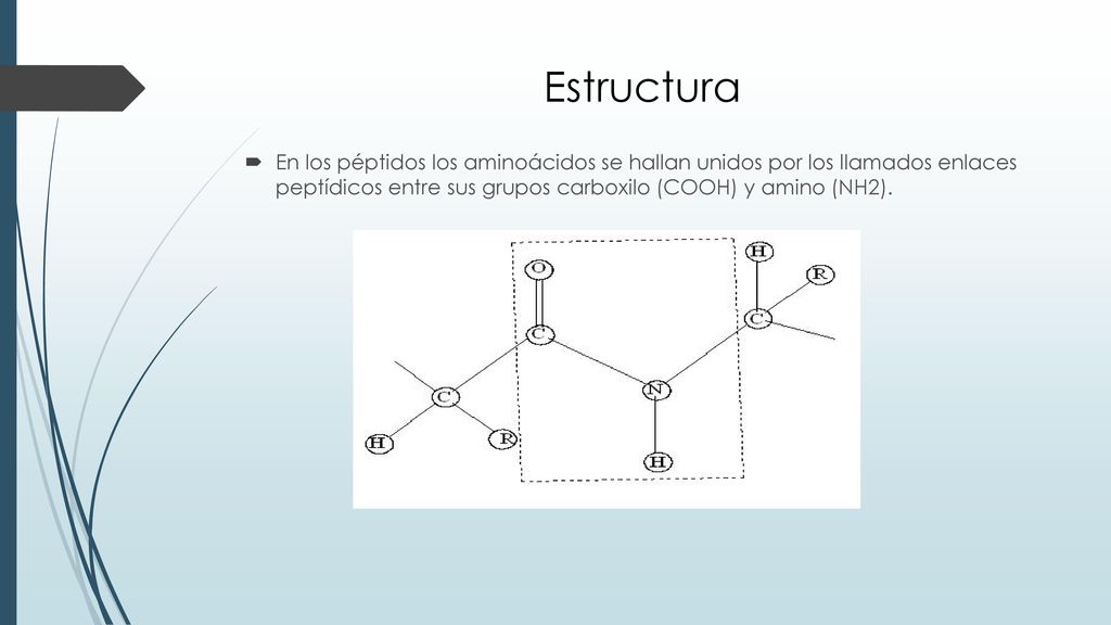 Estructura En los péptidos los aminoácidos se hallan unidos por los llamados enlaces peptídicos entre sus grupos carboxilo (COOH) y amino (NH2).