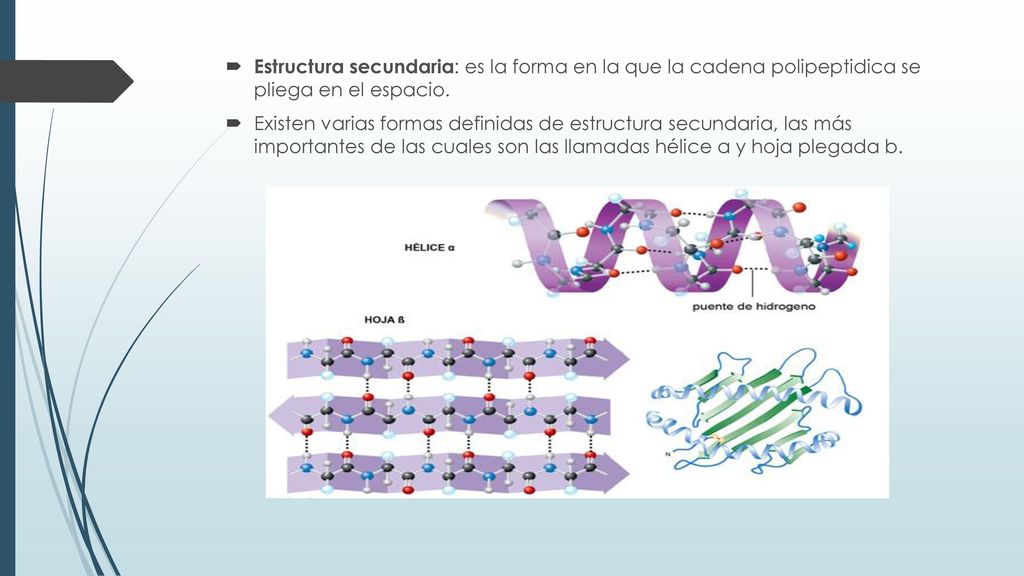 Estructura secundaria: es la forma en la que la cadena polipeptidica se pliega en el espacio.