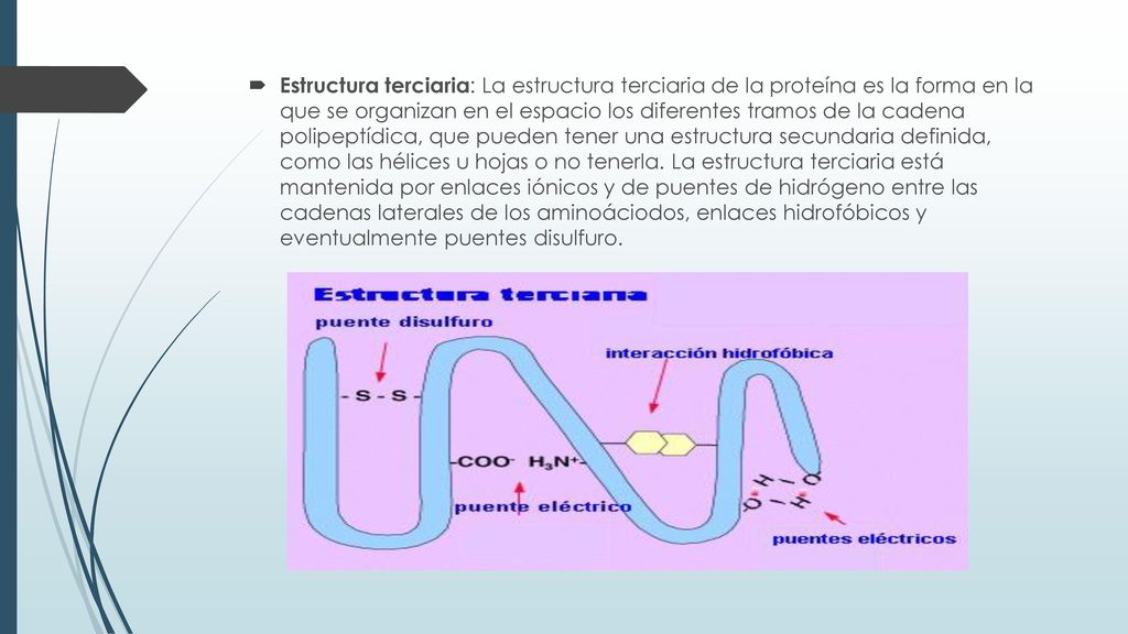 Estructura terciaria: La estructura terciaria de la proteína es la forma en la que se organizan en el espacio los diferentes tramos de la cadena polipeptídica, que pueden tener una estructura secundaria definida, como las hélices u hojas o no tenerla.