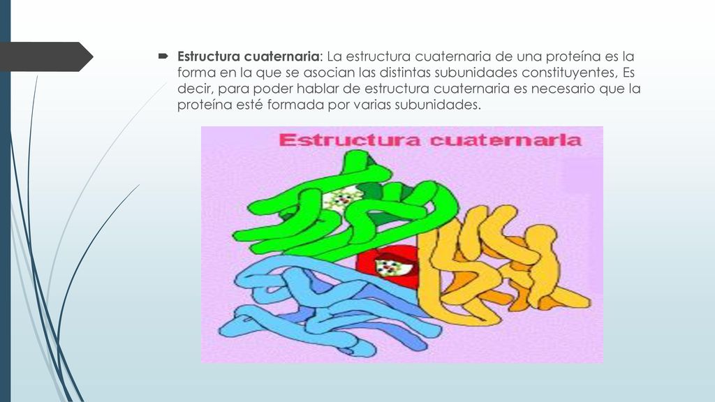 Estructura cuaternaria: La estructura cuaternaria de una proteína es la forma en la que se asocian las distintas subunidades constituyentes, Es decir, para poder hablar de estructura cuaternaria es necesario que la proteína esté formada por varias subunidades.