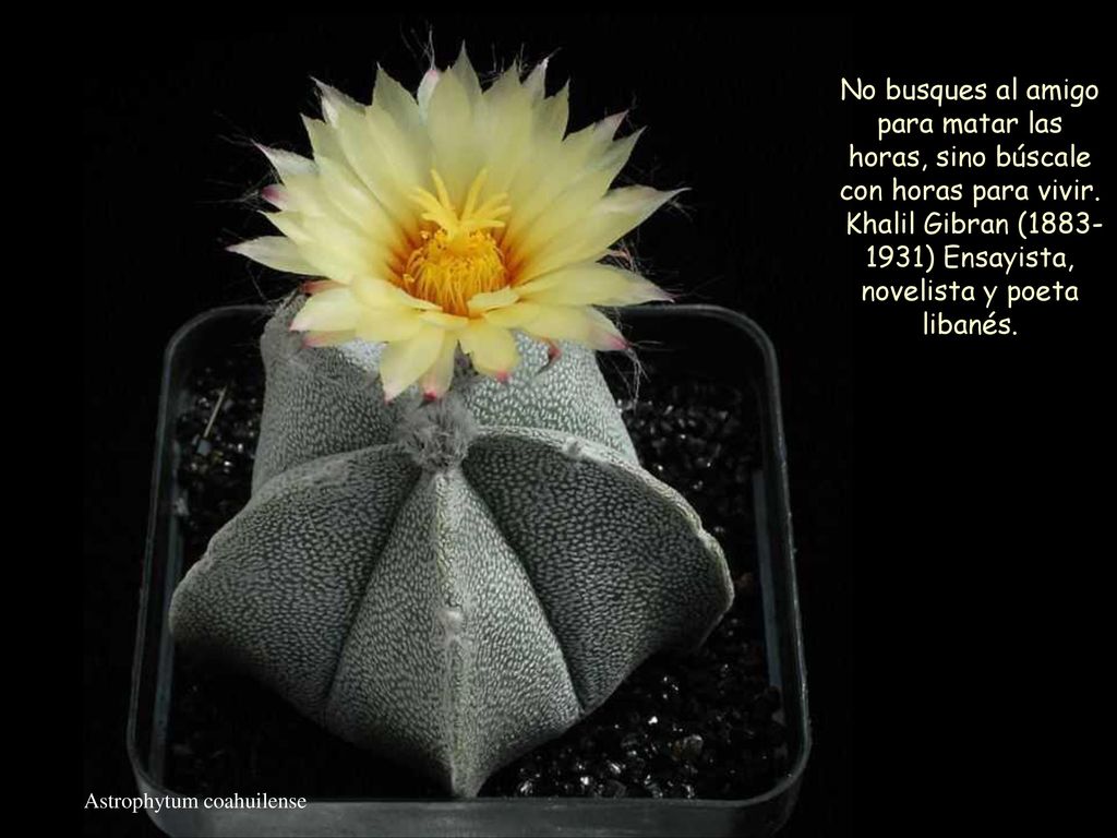 Khalil Gibran ( ) Ensayista, novelista y poeta libanés.