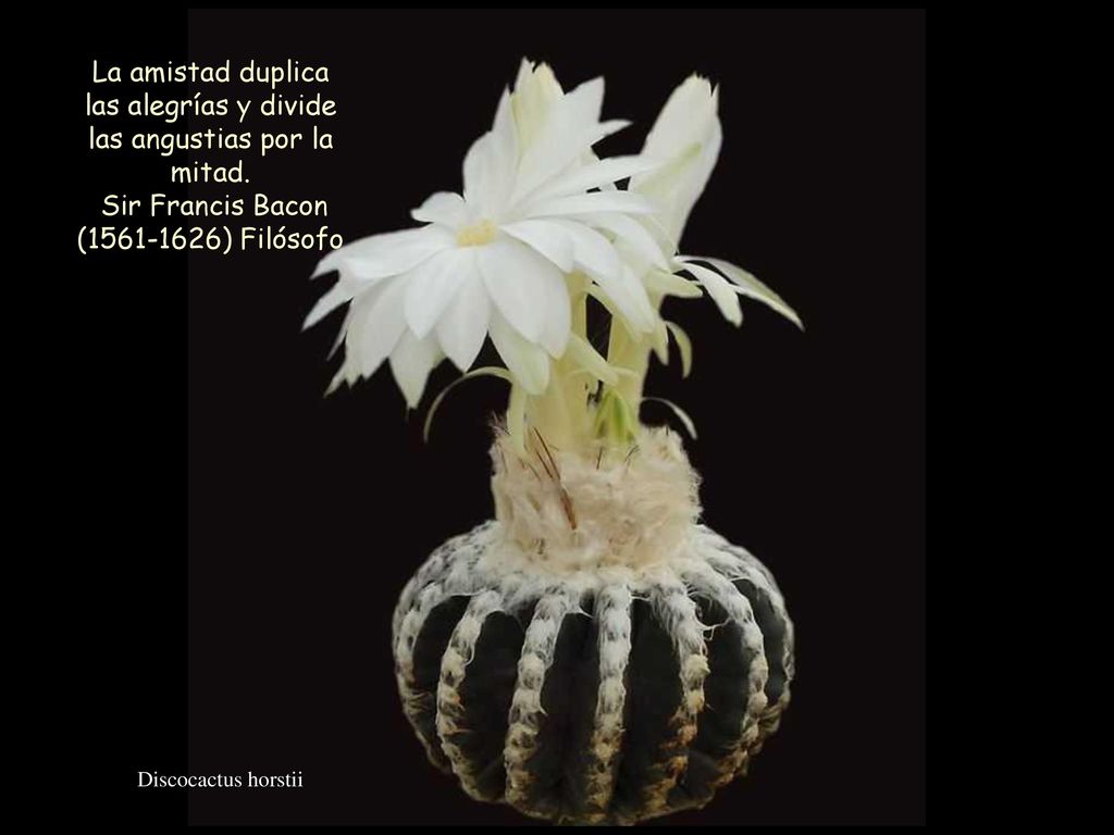 La amistad duplica las alegrías y divide las angustias por la mitad.