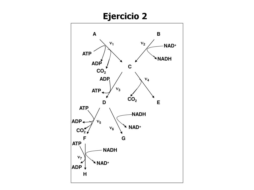 Ejercicio 2 B A C D E F G H 1 ATP CO2 2 NAD+ NADH 3 4 5 6 7 ADP