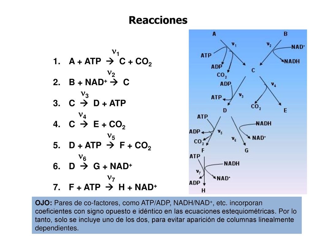 Reacciones 1 A + ATP  C + CO2 2 B + NAD+  C 3 C  D + ATP 4