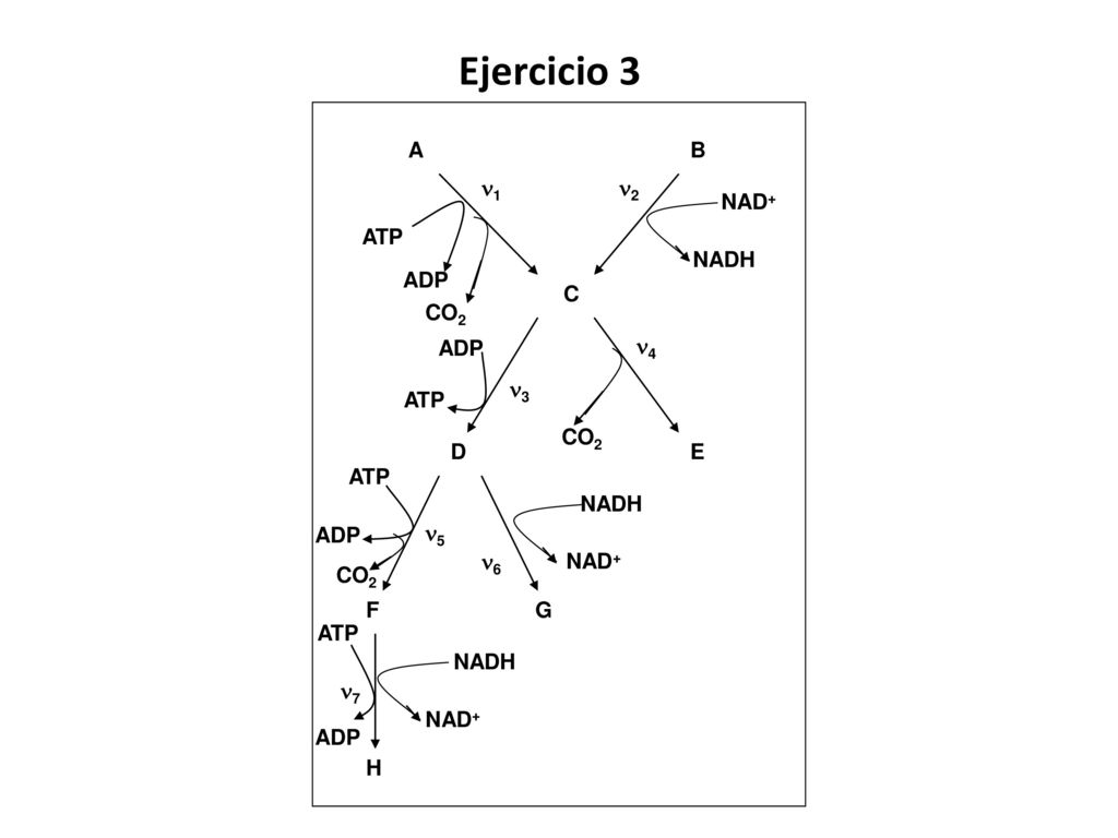 Ejercicio 3 B A C D E F G H 1 ATP CO2 2 NAD+ NADH 3 4 5 6 7 ADP