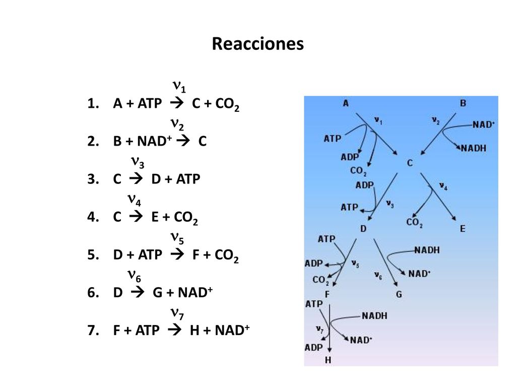 Reacciones 1 A + ATP  C + CO2 2 B + NAD+  C 3 C  D + ATP 4