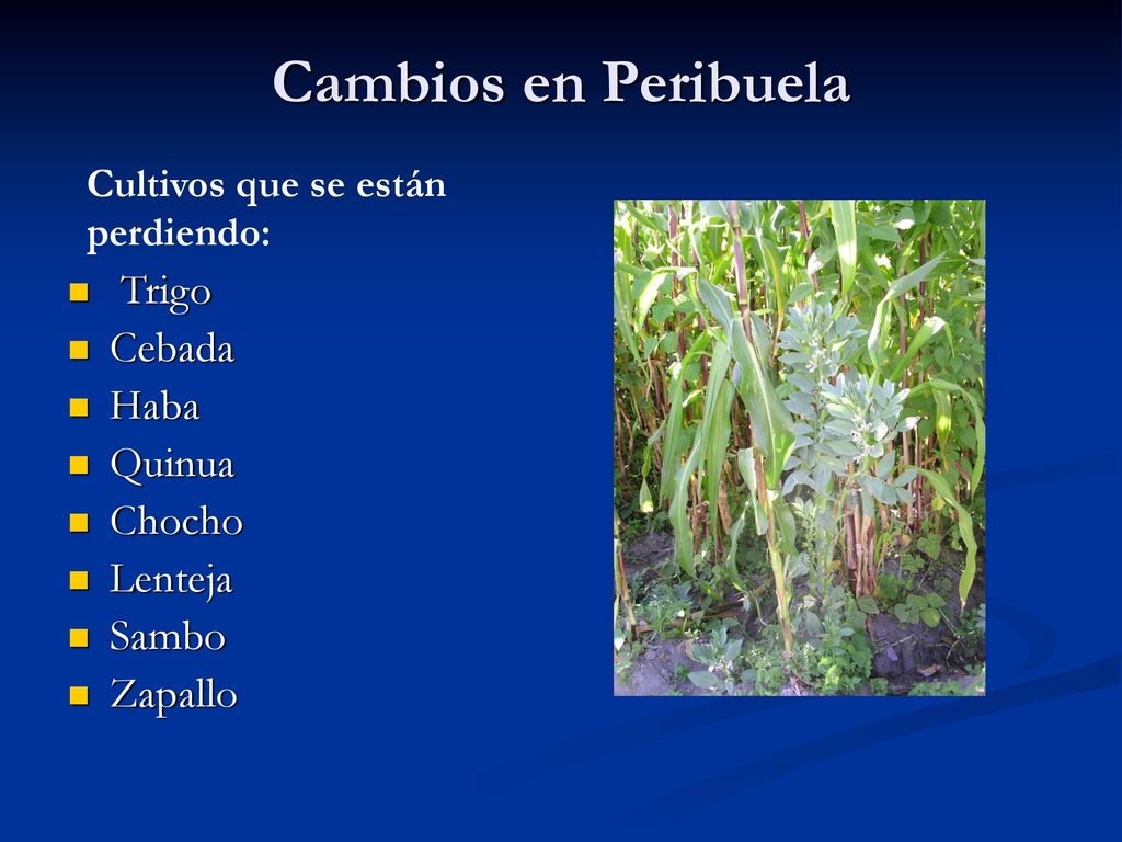 Cambios en Peribuela Trigo Cebada Haba Quinua Chocho Lenteja Sambo