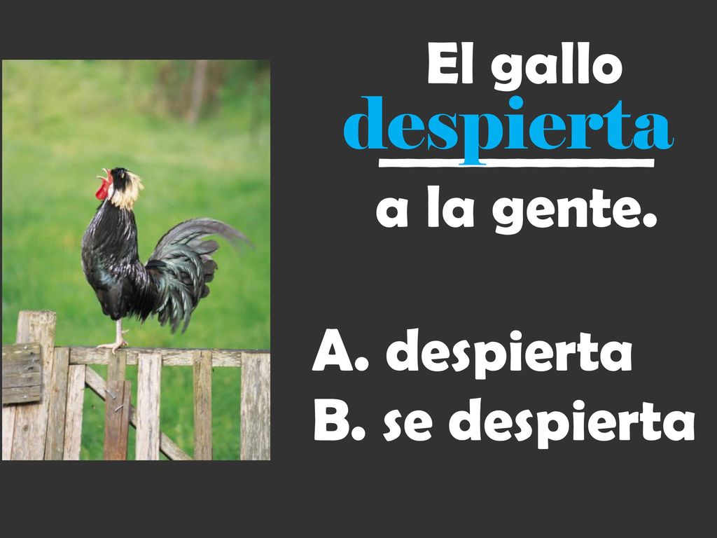 Esa chica __________ el libro en la cabeza. pone se pone se pone