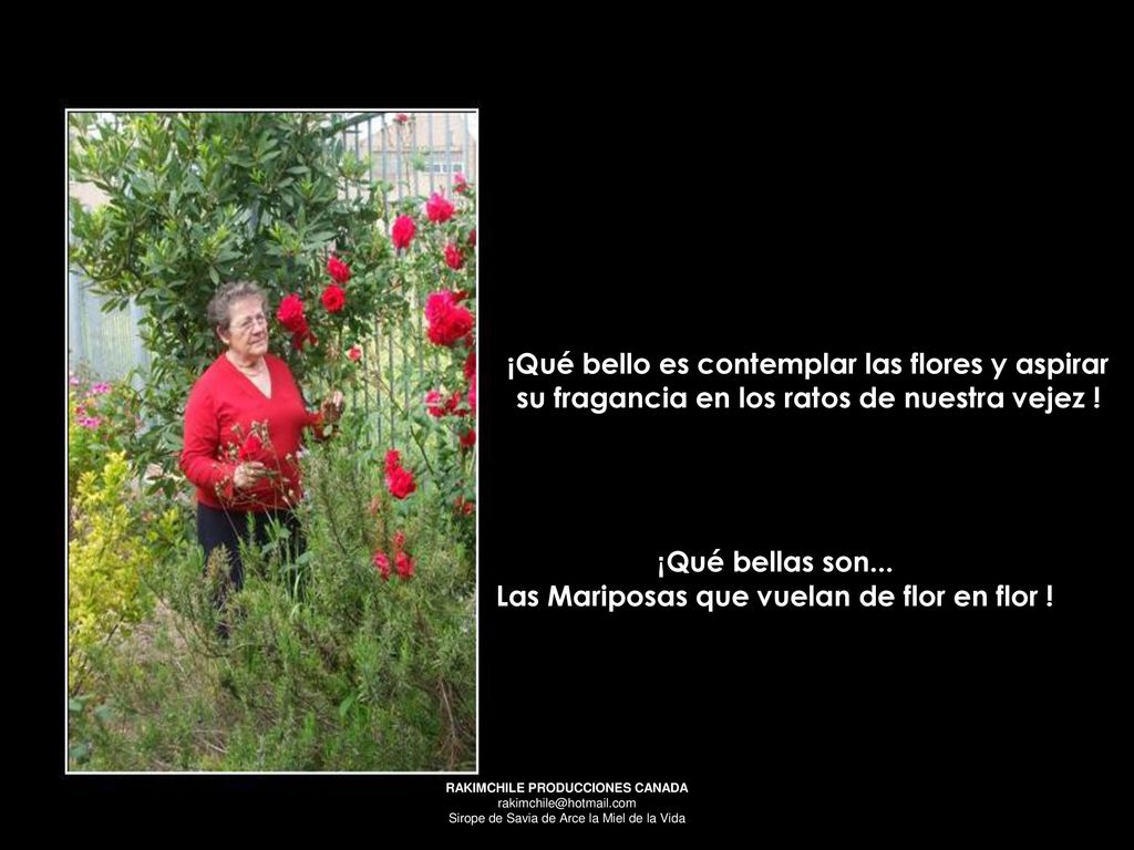 ¡Qué bellas son... Las Mariposas que vuelan de flor en flor !
