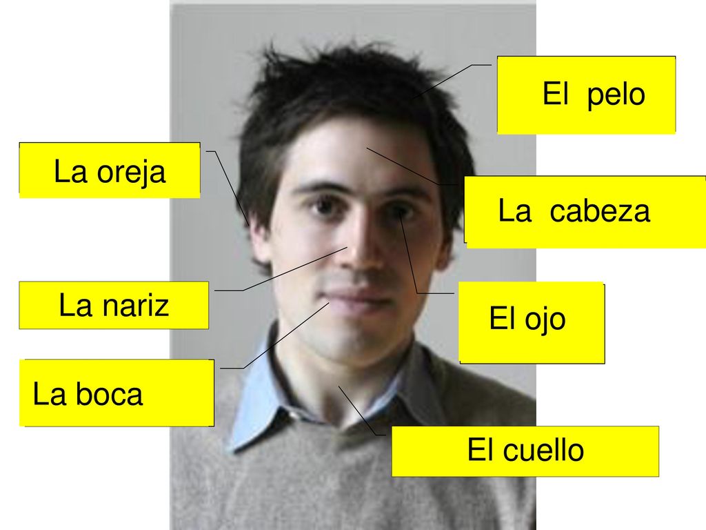 El _ _ _ _ El pelo. La _ _ _ _ _. La oreja. La _ _ _ _ _ _ _. La cabeza. La nariz. La _ _ _ _ _.