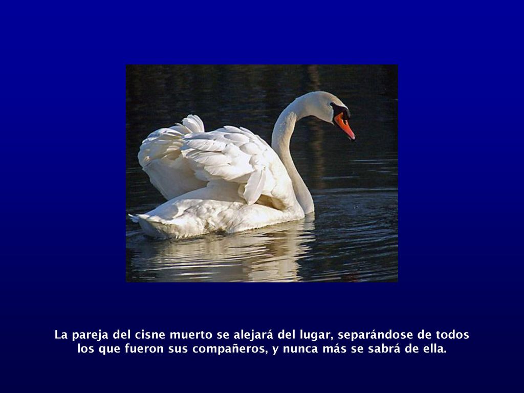 La pareja del cisne muerto se alejará del lugar, separándose de todos