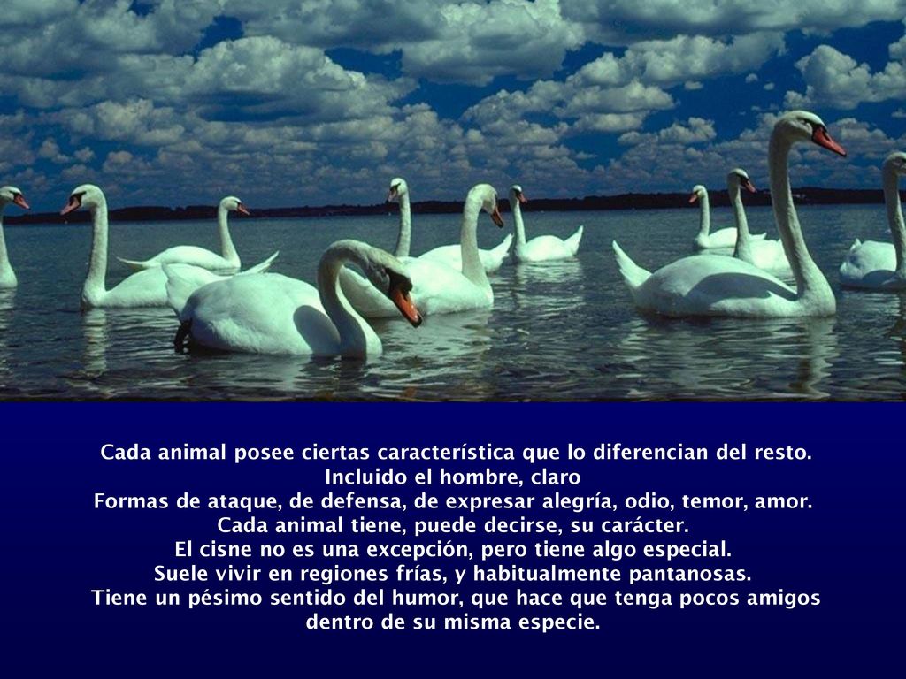 Cada animal posee ciertas característica que lo diferencian del resto.