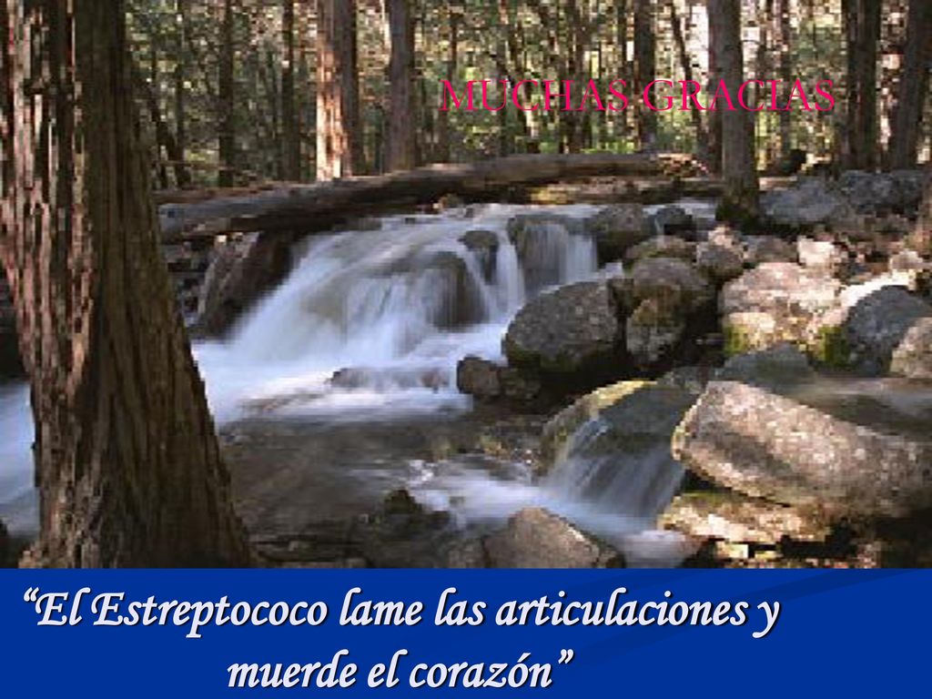 El Estreptococo lame las articulaciones y muerde el corazón