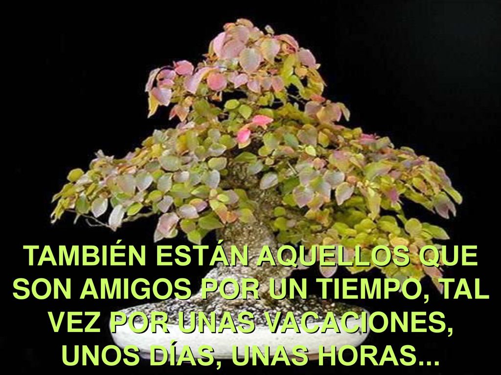TAMBIÉN ESTÁN AQUELLOS QUE SON AMIGOS POR UN TIEMPO, TAL VEZ POR UNAS VACACIONES, UNOS DÍAS, UNAS HORAS...
