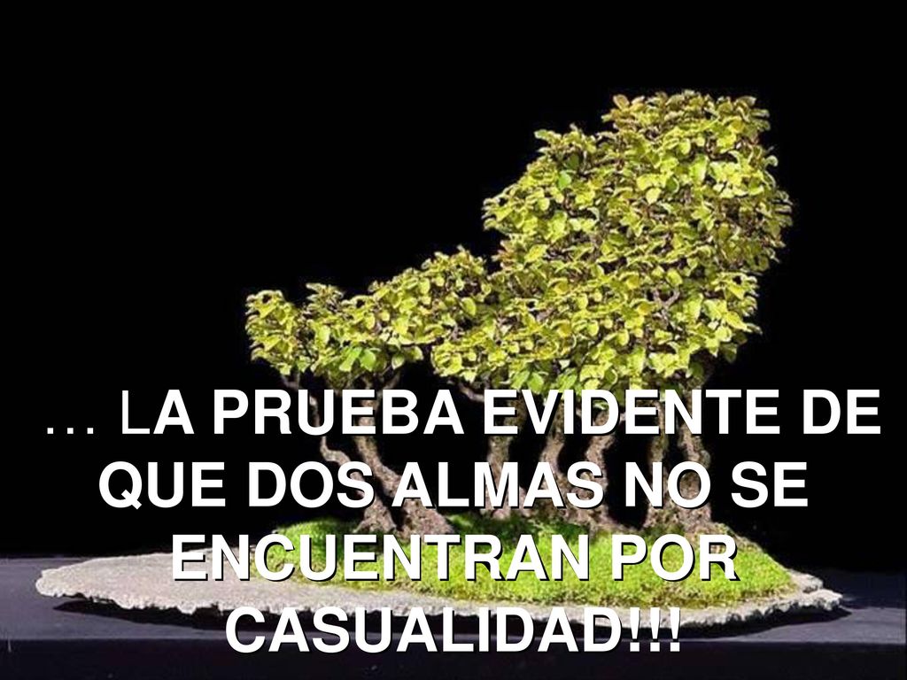 … LA PRUEBA EVIDENTE DE QUE DOS ALMAS NO SE ENCUENTRAN POR CASUALIDAD!!!