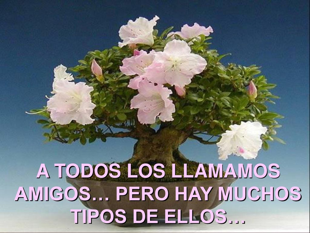 A TODOS LOS LLAMAMOS AMIGOS… PERO HAY MUCHOS TIPOS DE ELLOS…