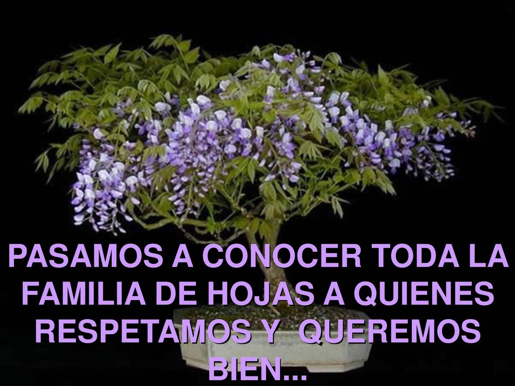 PASAMOS A CONOCER TODA LA FAMILIA DE HOJAS A QUIENES RESPETAMOS Y QUEREMOS BIEN...