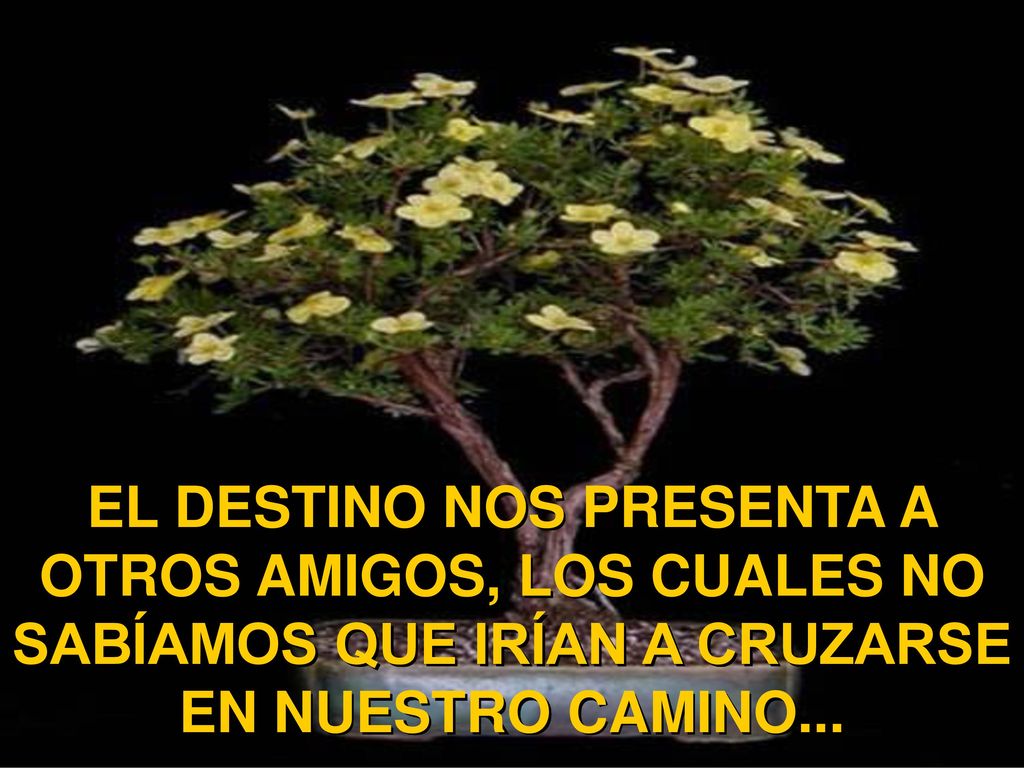 EL DESTINO NOS PRESENTA A OTROS AMIGOS, LOS CUALES NO SABÍAMOS QUE IRÍAN A CRUZARSE EN NUESTRO CAMINO...
