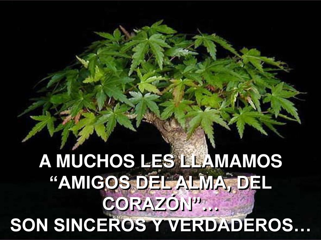 A MUCHOS LES LLAMAMOS AMIGOS DEL ALMA, DEL CORAZÓN … SON SINCEROS Y VERDADEROS…