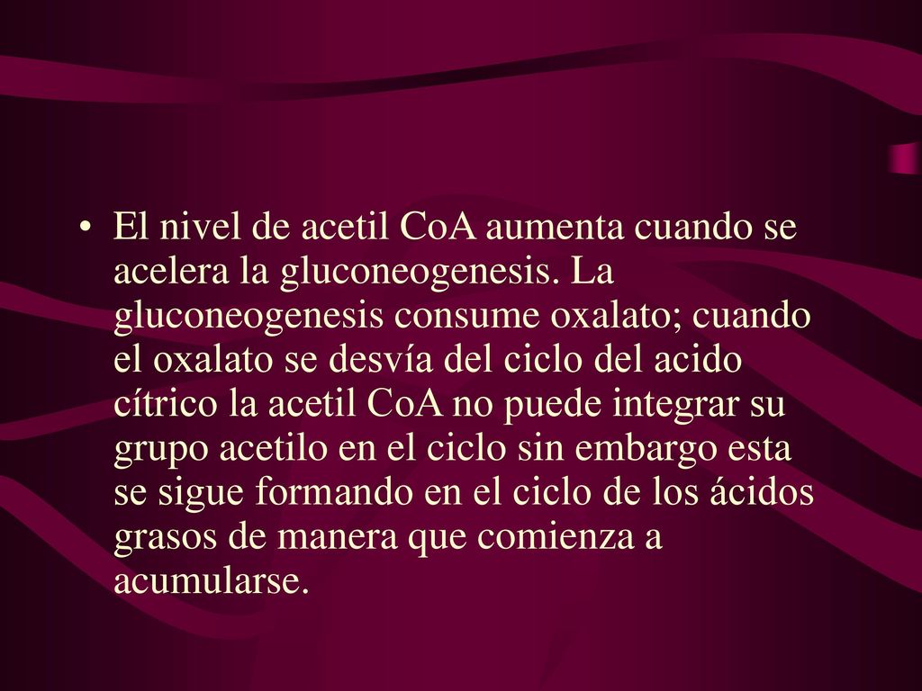 El nivel de acetil CoA aumenta cuando se acelera la gluconeogenesis