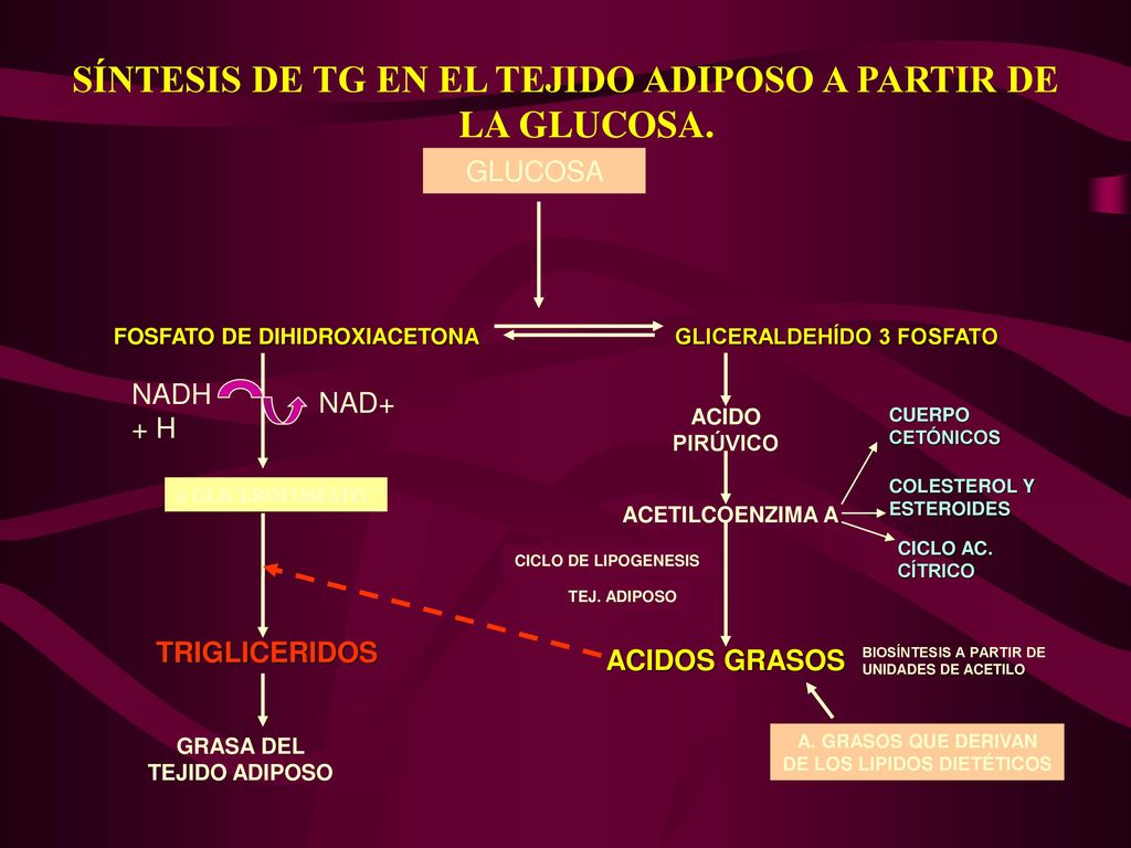 SÍNTESIS DE TG EN EL TEJIDO ADIPOSO A PARTIR DE LA GLUCOSA.