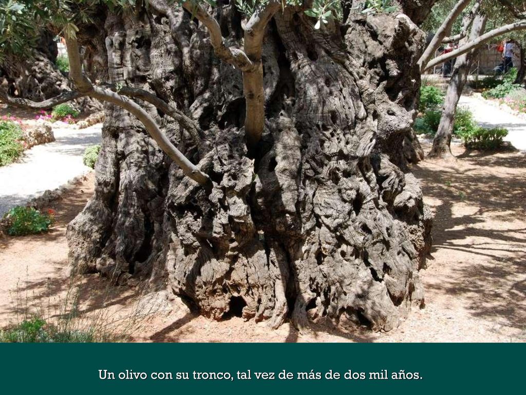Un olivo con su tronco, tal vez de más de dos mil años.