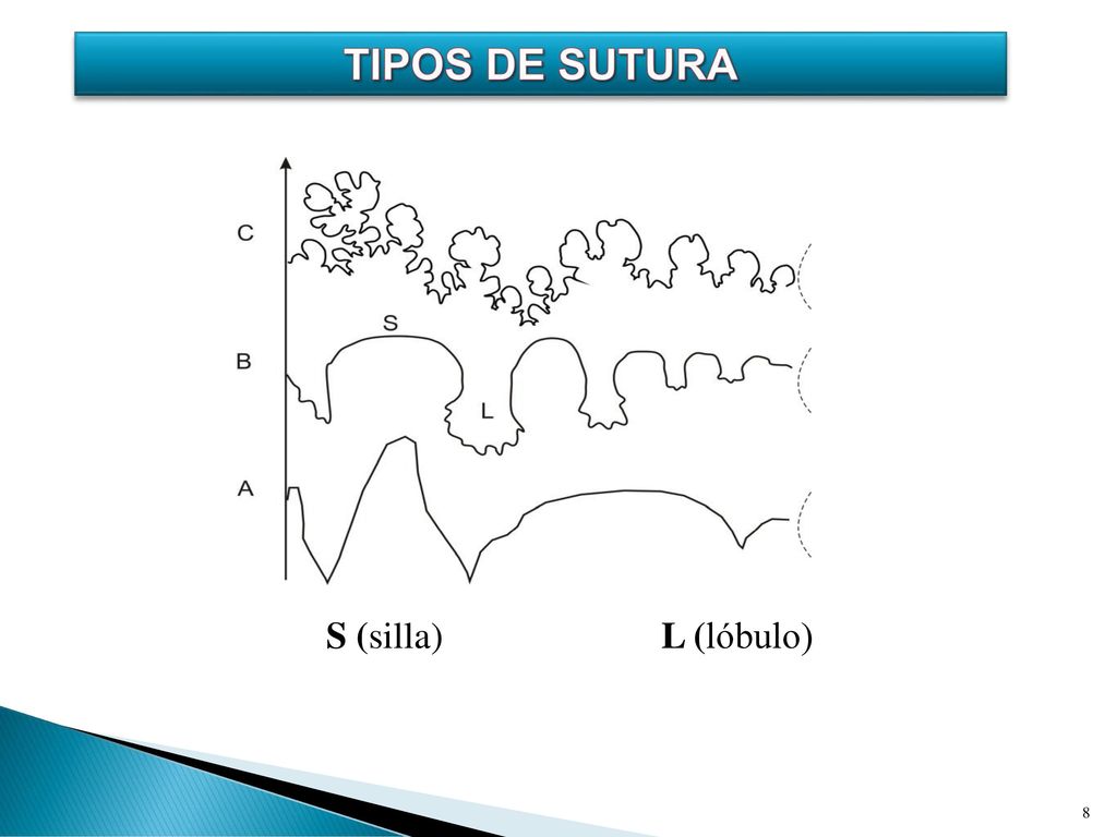 Tipos de sutura S (silla) L (lóbulo)