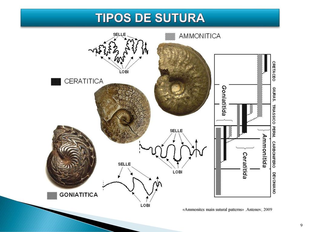 Tipos de sutura «Ammonites main sutural patterns» .Antonov, 2009