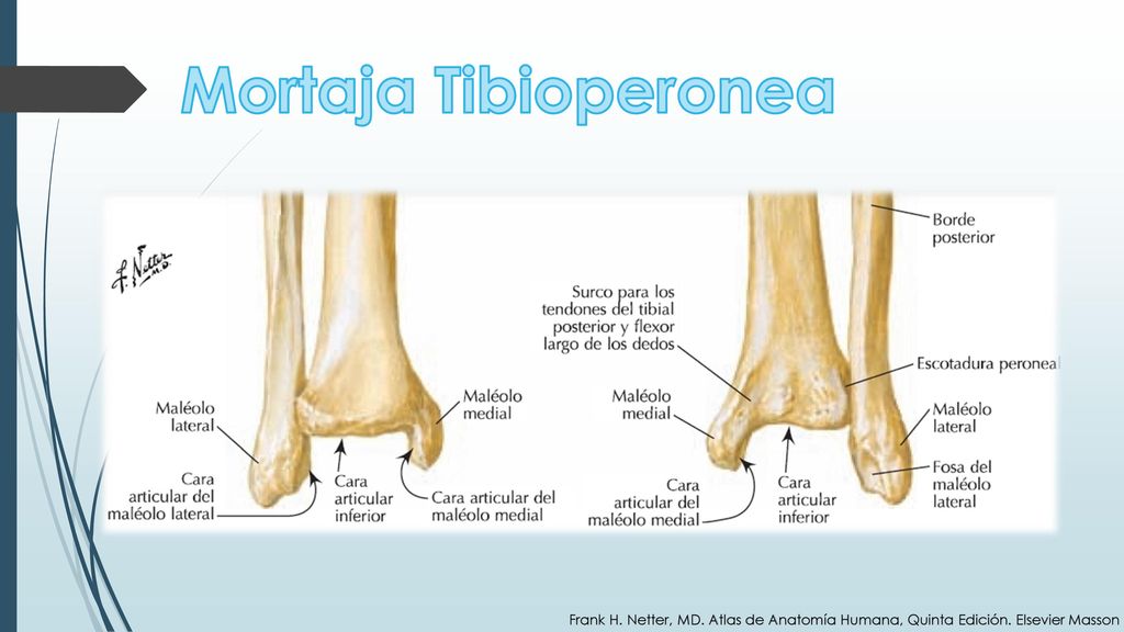 Mortaja Tibioperonea Frank H. Netter, MD. Atlas de Anatomía Humana, Quinta Edición. Elsevier Masson